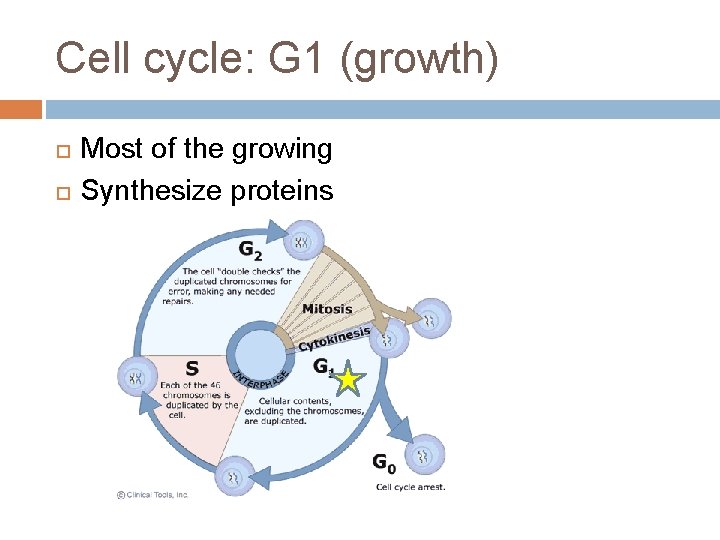 Cell cycle: G 1 (growth) Most of the growing Synthesize proteins 