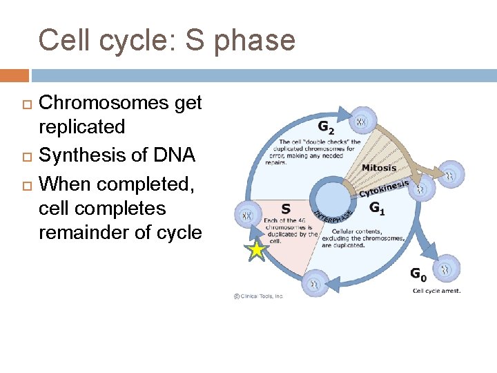 Cell cycle: S phase Chromosomes get replicated Synthesis of DNA When completed, cell completes