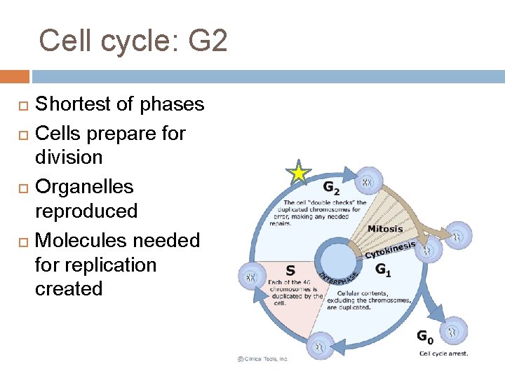 Cell cycle: G 2 Shortest of phases Cells prepare for division Organelles reproduced Molecules