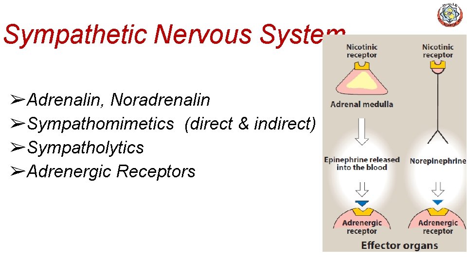 Sympathetic Nervous System ➢Adrenalin, Noradrenalin ➢Sympathomimetics (direct & indirect) ➢Sympatholytics ➢Adrenergic Receptors 