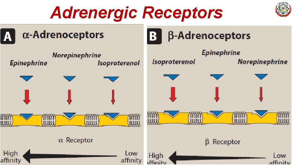 Adrenergic Receptors 