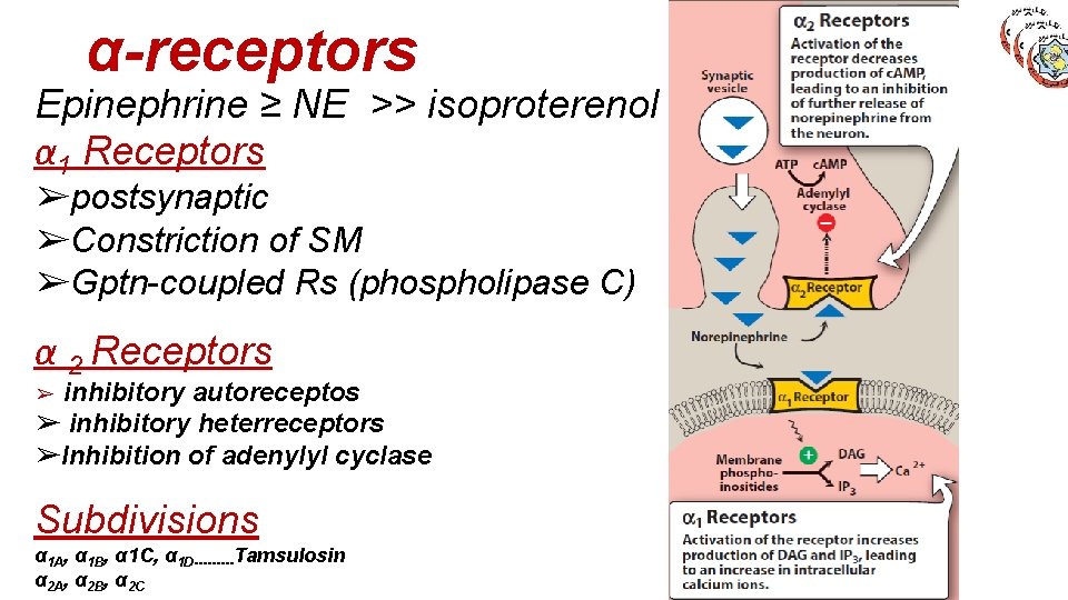 α-receptors Epinephrine ≥ NE >> isoproterenol α 1 Receptors ➢postsynaptic ➢Constriction of SM ➢Gptn-coupled