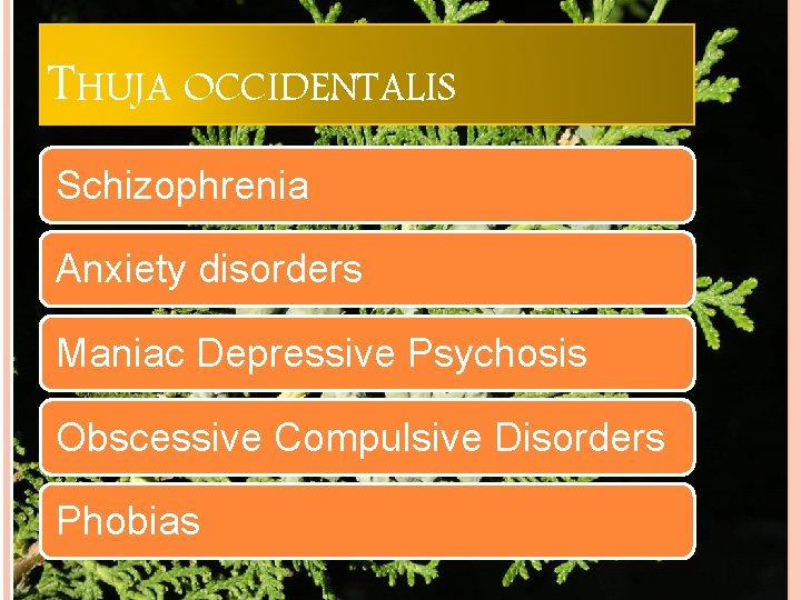 THUJA OCCIDENTALIS Schizophrenia Anxiety disorders Maniac Depressive Psychosis Obscessive Compulsive Disorders Phobias 