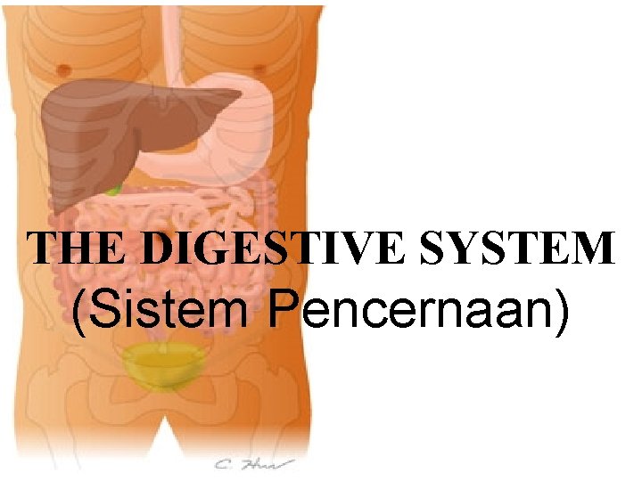 THE DIGESTIVE SYSTEM (Sistem Pencernaan) 