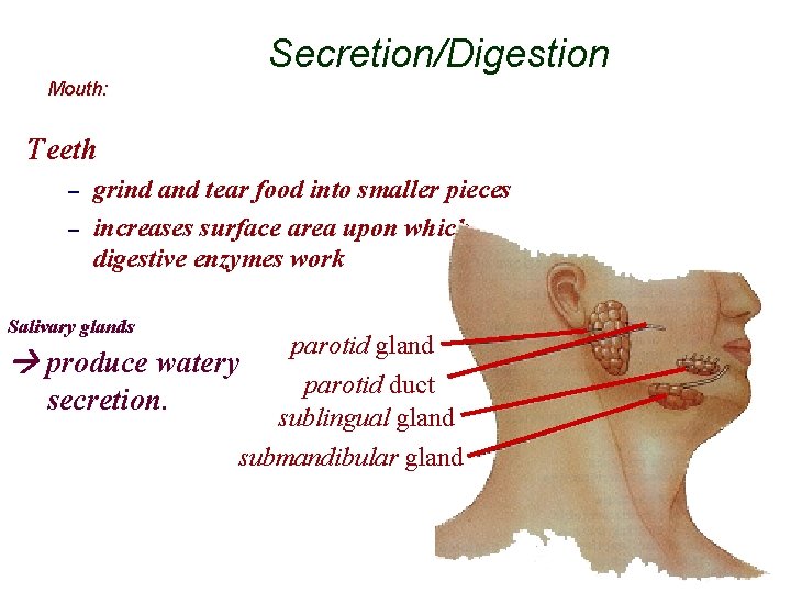 Secretion/Digestion Mouth: Teeth – – grind and tear food into smaller pieces increases surface