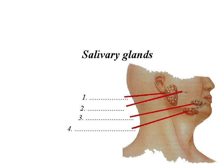 Salivary glands 1. . . . . 2. . . . . 3. .