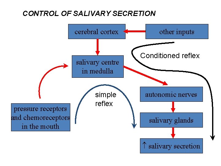 CONTROL OF SALIVARY SECRETION cerebral cortex salivary centre in medulla pressure receptors and chemoreceptors