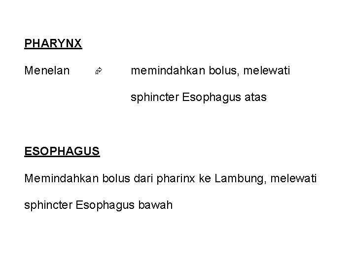 PHARYNX Menelan memindahkan bolus, melewati sphincter Esophagus atas ESOPHAGUS Memindahkan bolus dari pharinx ke