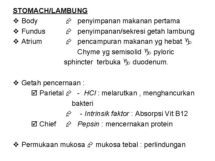 STOMACH/LAMBUNG v Body penyimpanan makanan pertama v Fundus penyimpanan/sekresi getah lambung v Atrium pencampuran