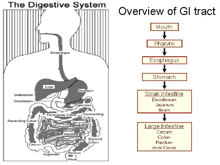Overview of GI tract 