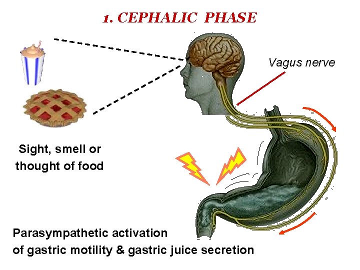 1. CEPHALIC PHASE Vagus nerve Sight, smell or thought of food Parasympathetic activation of