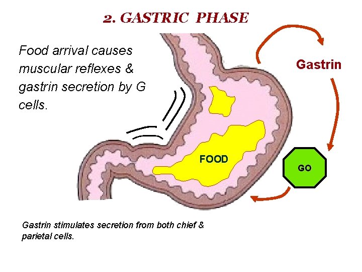 2. GASTRIC PHASE Food arrival causes muscular reflexes & gastrin secretion by G cells.