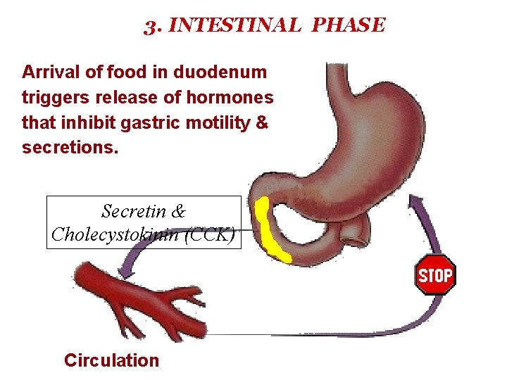 3. INTESTINAL PHASE Arrival of food in duodenum triggers release of hormones that inhibit