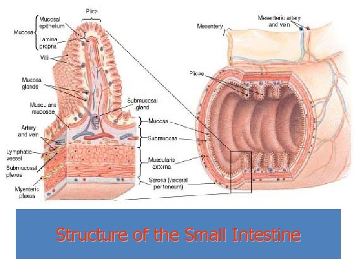 Structure of the Small Intestine 