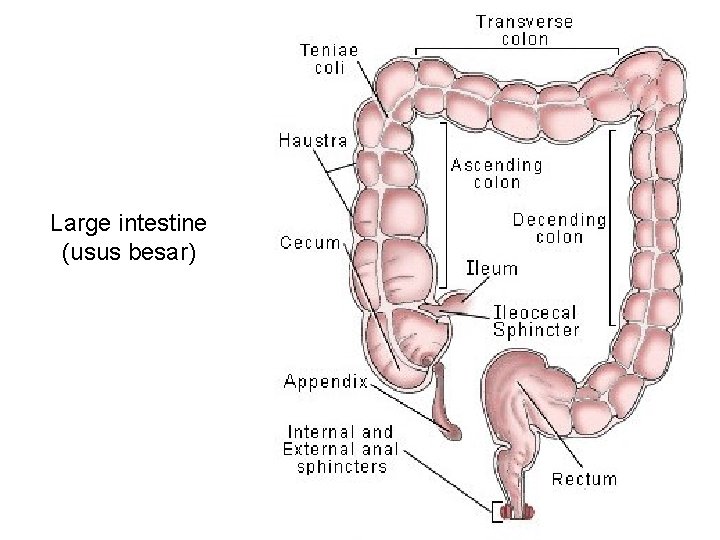 Large intestine (usus besar) 