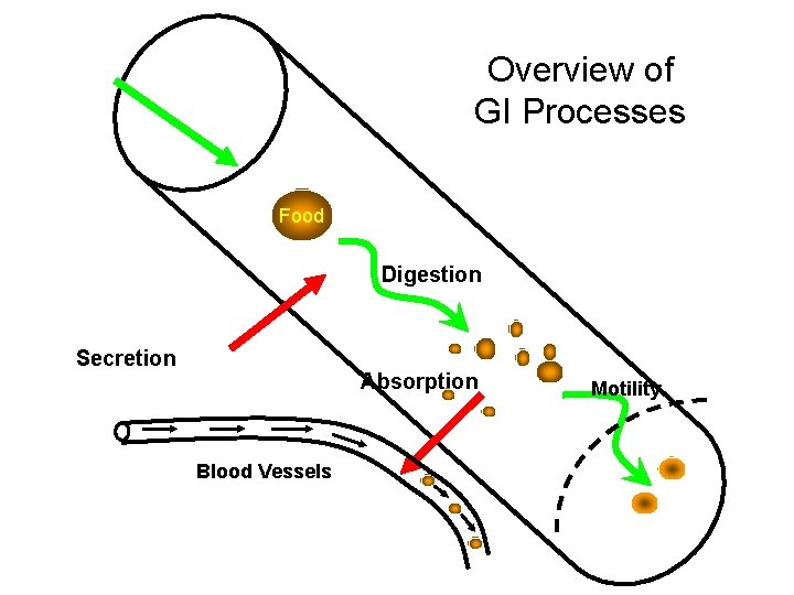 Overview of GI Processes Food Digestion Secretion Absorption Blood Vessels Motility 