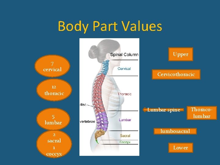 Body Part Values Upper 7 cervical Cervicothoracic 12 thoracic 5 lumbar 2 sacral 1