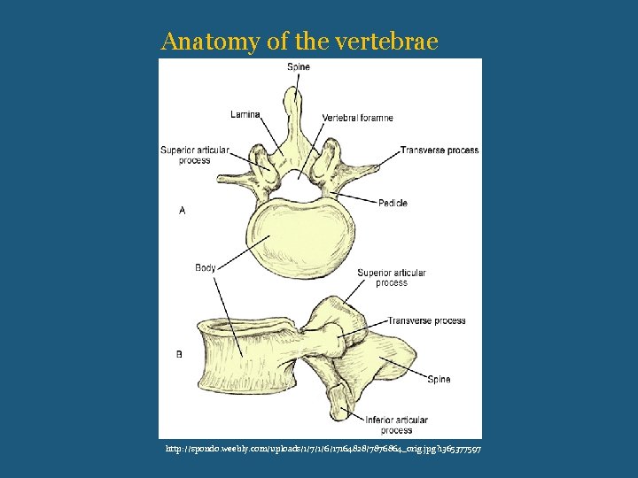 Anatomy of the vertebrae (Spinous process) Pars interarticularis http: //spondo. weebly. com/uploads/1/7/1/6/17164828/7876864_orig. jpg? 1365377597