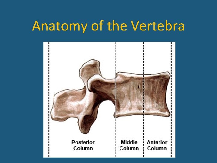 Anatomy of the Vertebra 