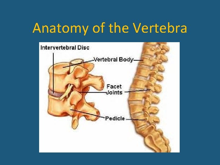 Anatomy of the Vertebra 