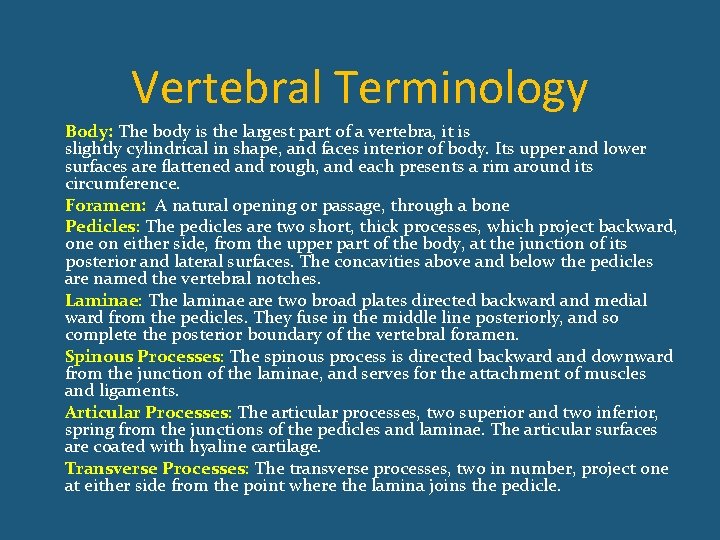 Vertebral Terminology Body: The body is the largest part of a vertebra, it is