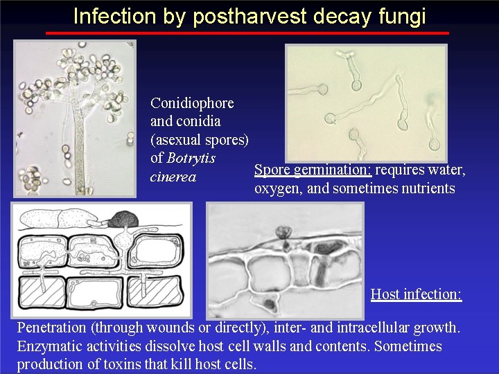 Infection by postharvest decay fungi Conidiophore and conidia (asexual spores) of Botrytis Spore germination: