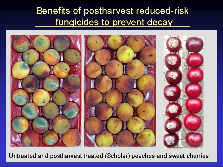 Benefits of postharvest reduced-risk fungicides to prevent decay Untreated and postharvest treated (Scholar) peaches