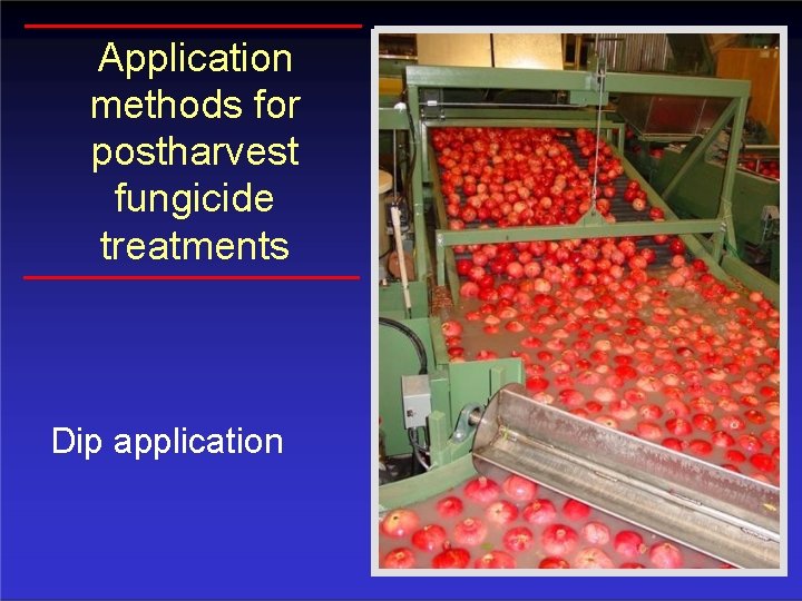 Application methods for postharvest fungicide treatments Dip application 