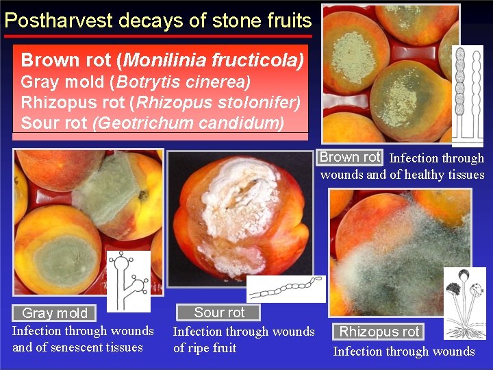 Postharvest decays of stone fruits Brown rot (Monilinia fructicola) Gray mold (Botrytis cinerea) Rhizopus