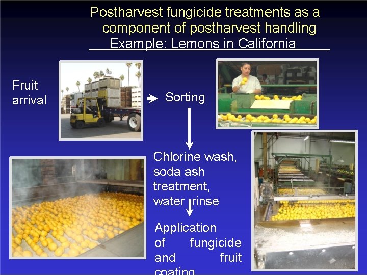 Postharvest fungicide treatments as a component of postharvest handling Example: Lemons in California Fruit