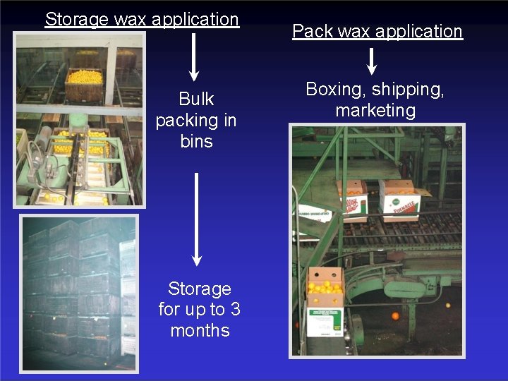 Storage wax application Bulk packing in bins Storage for up to 3 months Pack