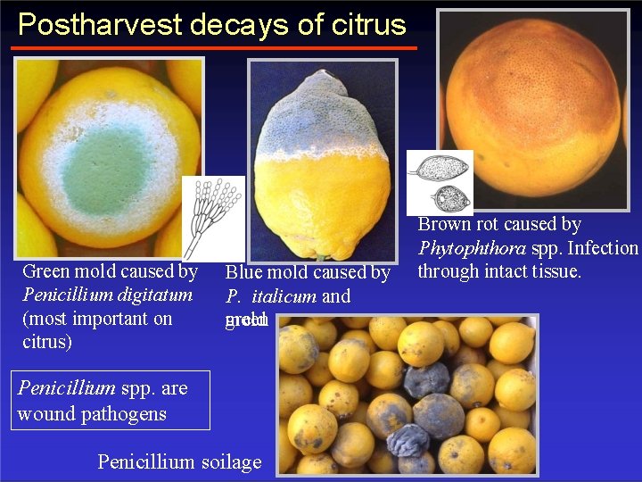 Postharvest decays of citrus Green mold caused by Penicillium digitatum (most important on citrus)
