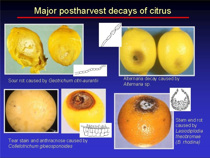 Major postharvest decays of citrus Sour rot caused by Geotrichum citri-aurantii Tear stain and