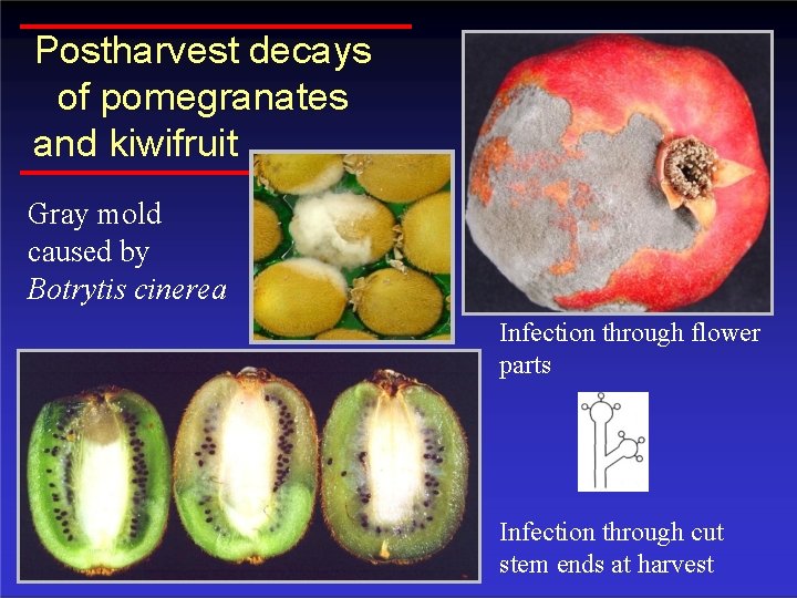 Postharvest decays of pomegranates and kiwifruit Gray mold caused by Botrytis cinerea Infection through