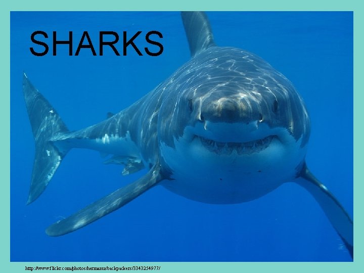 SHARKS http: //www. flickr. com/photos/hermanusbackpackers/3343254977/ 