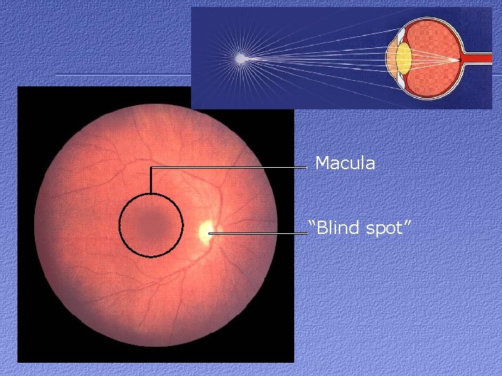 Macula “Blind spot” 