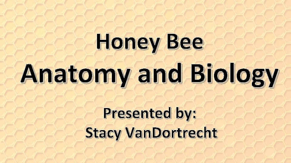 Honey Bee Anatomy and Biology Presented by: Stacy Van. Dortrecht 