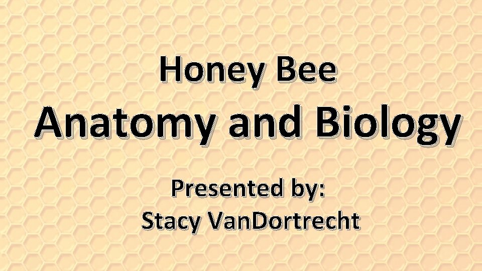 Honey Bee Anatomy and Biology Presented by: Stacy Van. Dortrecht 