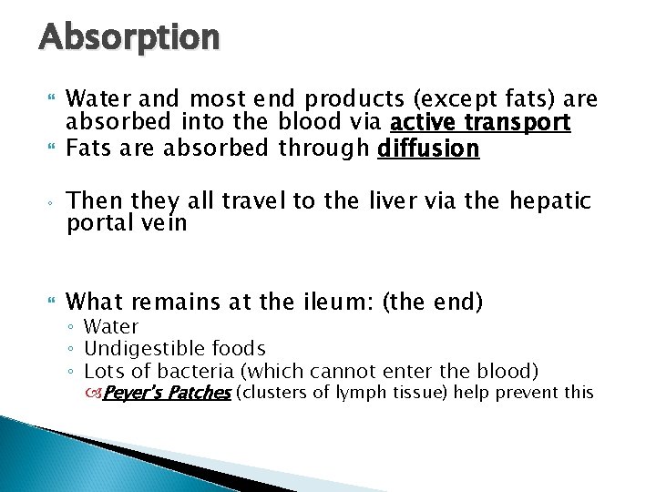 Absorption ◦ Water and most end products (except fats) are absorbed into the blood