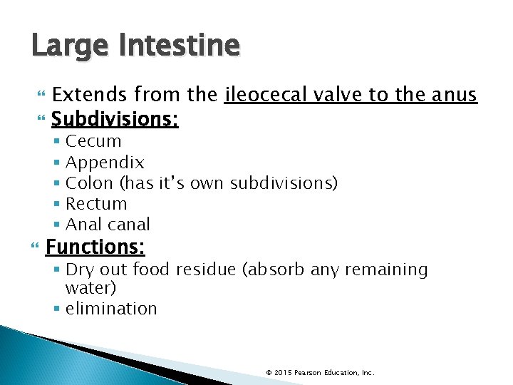 Large Intestine Extends from the ileocecal valve to the anus Subdivisions: § Cecum §