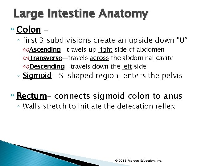 Large Intestine Anatomy Colon – ◦ first 3 subdivisions create an upside down “U”