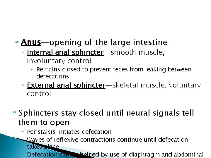  Anus—opening of the large intestine ◦ Internal anal sphincter—smooth muscle, involuntary control ◦