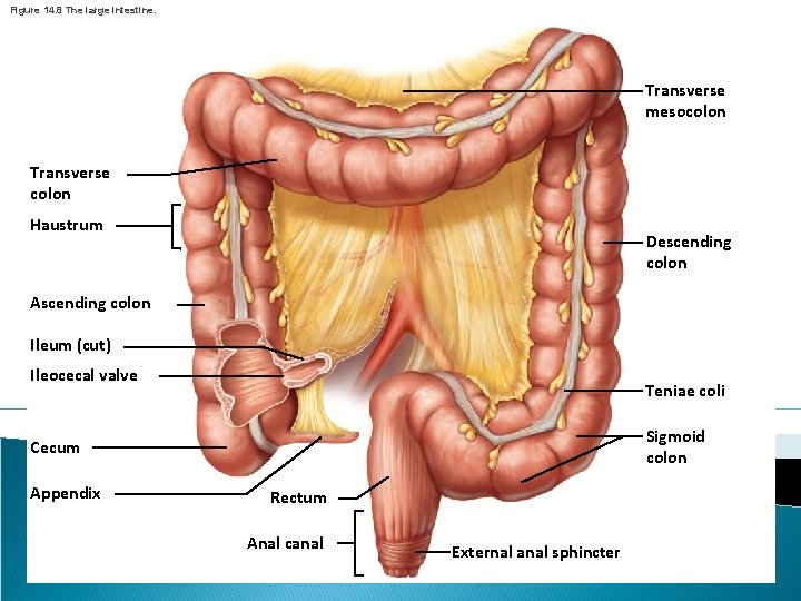 Figure 14. 8 The large intestine. Transverse mesocolon Transverse colon Haustrum Descending colon Ascending