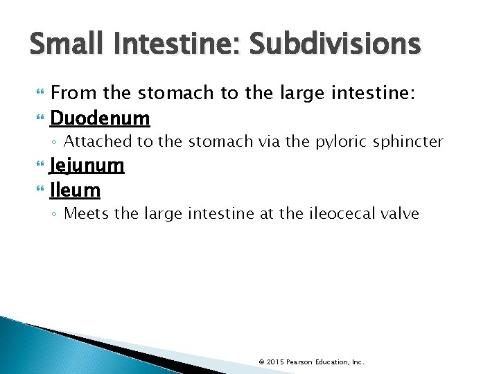 Small Intestine: Subdivisions From the stomach to the large intestine: Duodenum ◦ Attached to