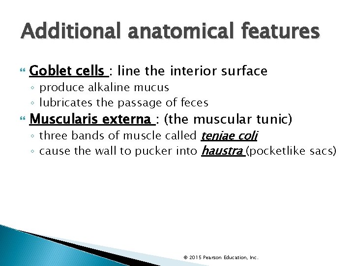 Additional anatomical features Goblet cells : line the interior surface ◦ produce alkaline mucus