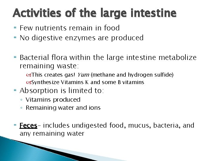 Activities of the large intestine Few nutrients remain in food No digestive enzymes are