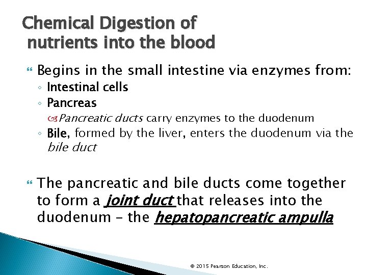 Chemical Digestion of nutrients into the blood Begins in the small intestine via enzymes