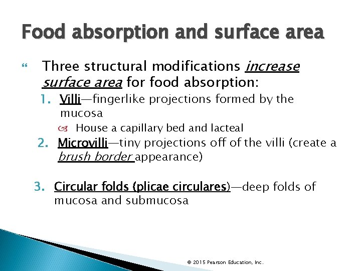 Food absorption and surface area Three structural modifications increase surface area for food absorption: