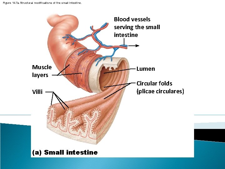 Figure 14. 7 a Structural modifications of the small intestine. Blood vessels serving the