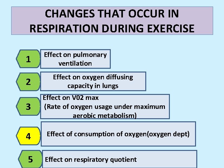 CHANGES THAT OCCUR IN RESPIRATION DURING EXERCISE 1 2 3 Effect on pulmonary ventilation